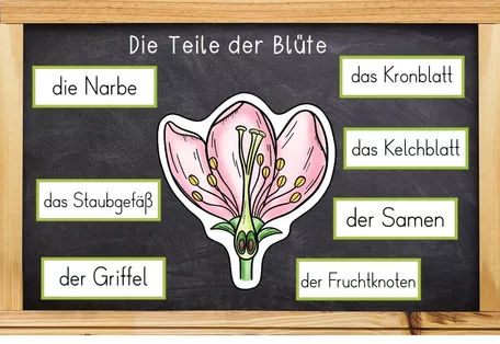 Bild in der Beschreibung des Unterrichtsmaterials Der Apfel - Bildkarten - Lebenszyklus und Teile des Apfels - in 2 Versionen von Odd Bird & Company #3