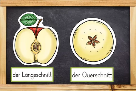 Bild in der Beschreibung des Unterrichtsmaterials Der Apfel - Bildkarten - Lebenszyklus und Teile des Apfels - in 2 Versionen von Odd Bird & Company #2