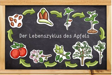 Bild in der Beschreibung des Unterrichtsmaterials Der Apfel - Bildkarten - Lebenszyklus und Teile des Apfels - in 2 Versionen von Odd Bird & Company #1