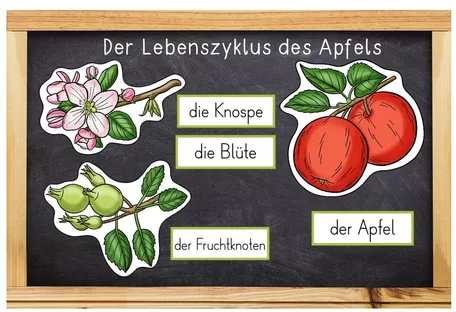 Bild in der Beschreibung des Unterrichtsmaterials Der Apfel - Bildkarten - Lebenszyklus und Teile des Apfels - in 2 Versionen von Odd Bird & Company #5