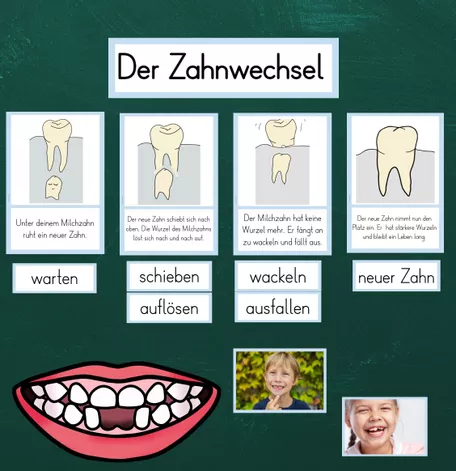 Bild in der Beschreibung des Unterrichtsmaterials Tafelmaterial - Der Zahnwechsel von FreuleinBerg #1