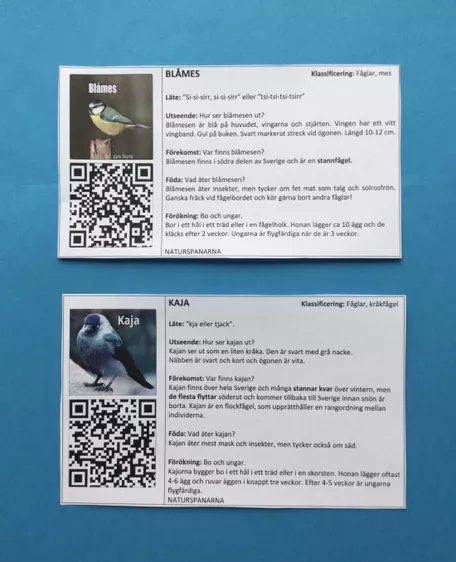 Bild in der Beschreibung des Unterrichtsmaterials FÅGLAR med fågelläten, minikort med QR-koder + faktakort von Kerstin Riedel NATURSPANARNA #1