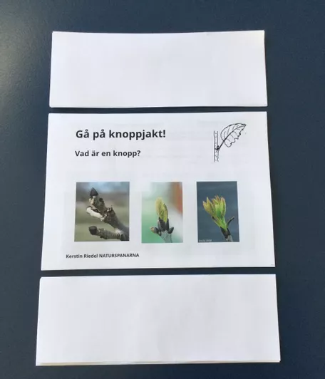 Bild in der Beschreibung des Unterrichtsmaterials Knoppisar på marken! GISSA vems knoppar det är? von Kerstin Riedel NATURSPANARNA #1