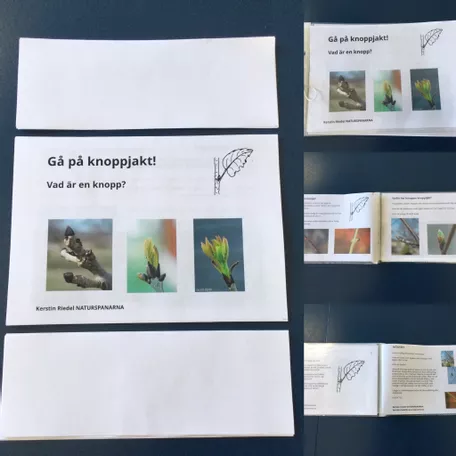 Bild in der Beschreibung des Unterrichtsmaterials KNOPPAR I TRÄDEN: sälg, björk, asp och alm. GISSA vems knoppar det är! von Kerstin Riedel NATURSPANARNA #1