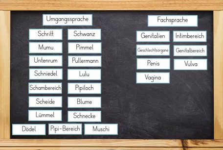Bild in der Beschreibung des Unterrichtsmaterials Sexualerziehung - Anfangsunterricht - Äußere Geschlechtsorgane / Geschlechtsteile - Begriffe Penis, Vulva, Vagina von Odd Bird & Company #1