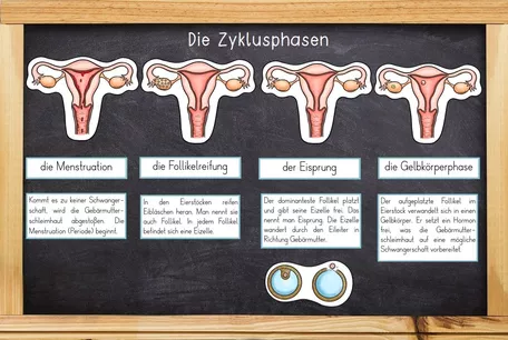 Bild in der Beschreibung des Unterrichtsmaterials Sexualerziehung - Menstruation / Periode - Menstruationszyklus & Hygieneprodukte von Odd Bird & Company #1