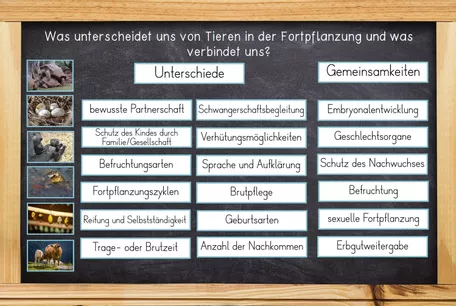 Bild in der Beschreibung des Unterrichtsmaterials Sexualerziehung - Befruchtung/ Fortpflanzung / Schwangerschaft Neues Leben entsteht von Odd Bird & Company #1