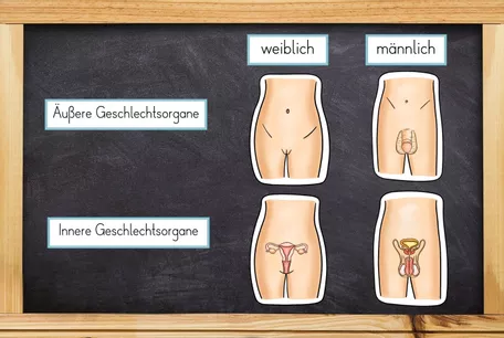 Bild in der Beschreibung des Unterrichtsmaterials Sexualerziehung - Innere & Äußere Geschlechtsorgane - Bastelvorlage und Bildkarten von Odd Bird & Company #1