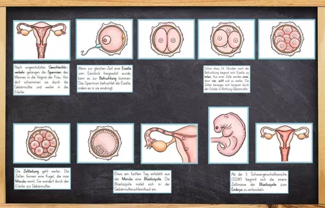 Bild in der Beschreibung des Unterrichtsmaterials Sexualerziehung - Bildkarten - Befruchtung / Schwangerschaft / Baby - neues Leben entsteht von Odd Bird & Company #2