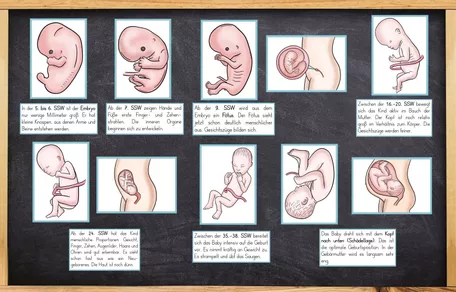 Bild in der Beschreibung des Unterrichtsmaterials Sexualerziehung - Bildkarten - Befruchtung / Schwangerschaft / Baby - neues Leben entsteht von Odd Bird & Company #3
