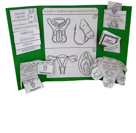 Bild in der Beschreibung des Unterrichtsmaterials Sexualerziehung / Sexuelle BIldung - Lapbook Bastelvorlage - individuell kombinierbar von Odd Bird & Company #2
