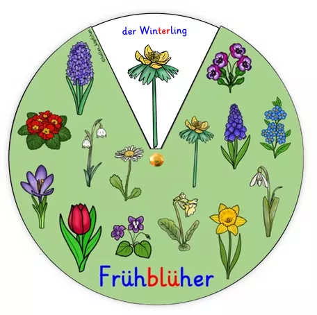 Bild in der Beschreibung des Unterrichtsmaterials Frühblüher Klasse 1-2 DREHSCHEIBE basteln von Helles Köpfchen #1