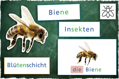 Bild in der Beschreibung des Unterrichtsmaterials Wiesentiere XXL Gesamt - Tiere/Wiesenschichten/Tafelmaterial von fantassimo - Spaß und Motivation im Unterricht! #2