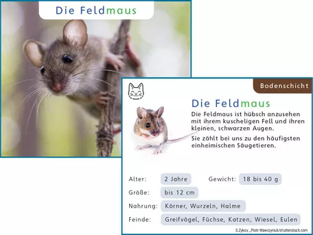 Bild in der Beschreibung des Unterrichtsmaterials Wiesentiere XXL Gesamt - Tiere/Wiesenschichten/Tafelmaterial von fantassimo - Spaß und Motivation im Unterricht! #1