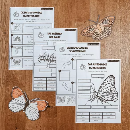 Bild in der Beschreibung des Unterrichtsmaterials Der Schmetterling - Forschungsheft (Arbeitsblätter + Lösungsblätter) von The Growing Firsties #8