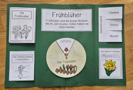 Bild in der Beschreibung des Unterrichtsmaterials Lapbook zum Thema "Frühblüher" - Klasse 1 und 2 von Frau Espunkt #1