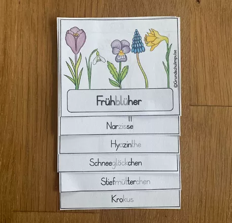 Bild in der Beschreibung des Unterrichtsmaterials Frühblüher - Unterrichtsreihe (Klasse 1+2) von Grundschulimpulse #4