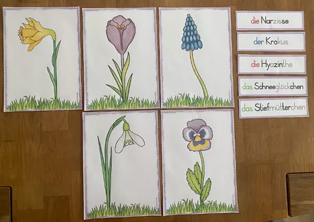 Bild in der Beschreibung des Unterrichtsmaterials Frühblüher - Unterrichtsreihe (Klasse 1+2) von Grundschulimpulse #3