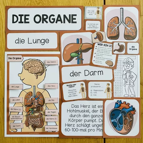 Bild in der Beschreibung des Unterrichtsmaterials DAS SKELETT - Materialpaket von Unterrichtmitspass #5