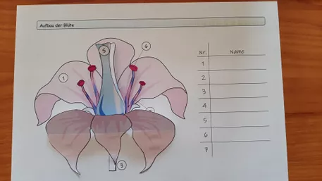 Bild in der Beschreibung des Unterrichtsmaterials Aufbau der Blüte - Bastelvorlage | Biologie Klasse 5/6 von Dr.Teach #1