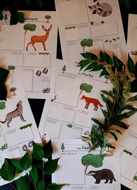 Bild in der Beschreibung des Unterrichtsmaterials Ökosystem Wald - Steckbriefe der Waldtiere von Dr.Teach #1