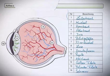 Bild in der Beschreibung des Unterrichtsmaterials Auge (Aufbau und Struktur) - Bastelvorlage | Biologie Klasse 9/10 von Dr.Teach #2