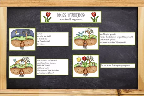 Bild in der Beschreibung des Unterrichtsmaterials Die Tulpe - Josef Guggenmos - Frühling Gedicht lernen - große Lernwerkstatt von Odd Bird & Company #1