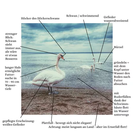 Bild in der Beschreibung des Unterrichtsmaterials 🦢 Der Schwan - kurzes Gedicht mit "Moral" & Bio-Infos von Barbara Rath #1
