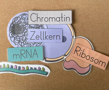 Bild in der Beschreibung des Unterrichtsmaterials Arbeitsblatt Bildkarten Genetik Proteinbiosynthese Translation Transkription von Frau Bieku #1