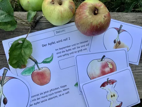 Bild in der Beschreibung des Unterrichtsmaterials Der Apfelbaum im Herbst: Rund um die Apfelernte von Seppiswelt #1