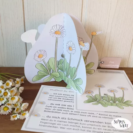 Bild in der Beschreibung des Unterrichtsmaterials Lebensraum Wiese: Das Gänseblümchen. 3D-Papiermodell, Bildkarte, Wissenskarte von Seppiswelt #1