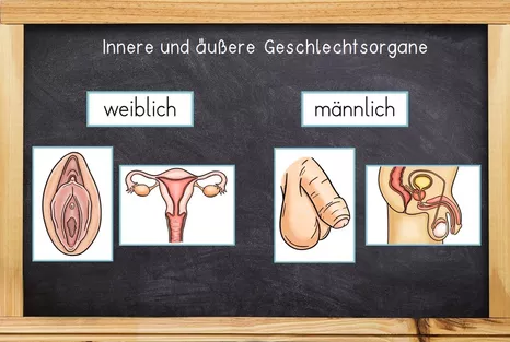 Bild in der Beschreibung des Unterrichtsmaterials Komplettpaket Sexualerziehung / Sexuelle Bildung mit Lapbook & Wissenskartei von Odd Bird & Company #1