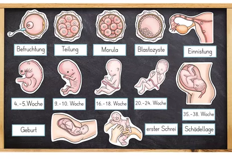 Bild in der Beschreibung des Unterrichtsmaterials Komplettpaket Sexualerziehung / Sexuelle Bildung mit Lapbook & Wissenskartei von Odd Bird & Company #7