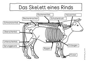 Anatomie Rind Übersichtsblatt - Das Skelett eines Rinds – Unterrichtsmaterial in den ...