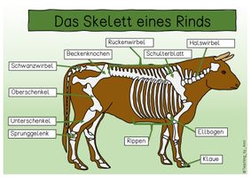 Anatomie Rind Übersichtsblatt - Das Skelett eines Rinds – Unterrichtsmaterial in den ...