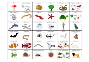 Wirbeltiere und Wirbellose - Bingo – Unterrichtsmaterial im Fach Biologie