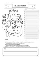 Der Aufbau des Herzens *inkl. Lösung/ editierbar* – Unterrichtsmaterial im Fach Biologie