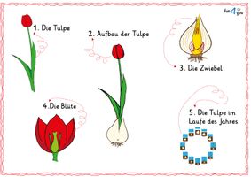 Die Tulpe stellt sich vor - Interaktives PDF #Distanzlernen ...