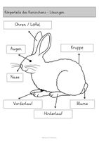 Haustiere Kaninchen – Unterrichtsmaterial im Fach Sachunterricht