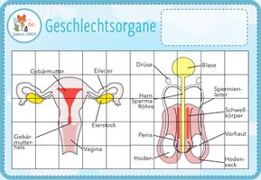 Geschlechtsorgane - digitales Puzzle für Computer & iPad – Unterrichtsmaterial im Fach Biologie