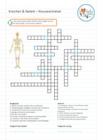 Knochen und Skelett - Kreuzworträtsel – Unterrichtsmaterial im Fach