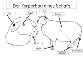 bersichtsblatt K rperbau Eines Schafs Unterrichtsmaterial Im Fach bersichtsblatt-k-rperbau-eines-schafs-unterrichtsmaterial-im-fach