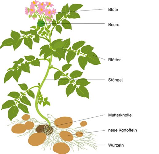 Experimento | 8 : C1 Nährstoffe – Unterrichtsmaterial in den Fächern ...