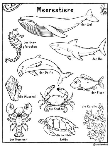 Meerestiere - Ausmalbild | Malvorlage – Unterrichtsmaterial im Fach