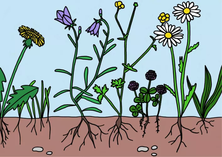Wiese Stockwerke Unterrichtsmaterial Im Fach Biologie wiese-stockwerke-unterrichtsmaterial-im-fach-biologie