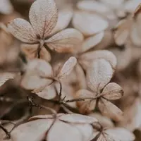 Lehrblume