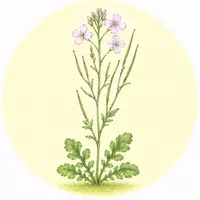 Wiesen-Schaumkraut