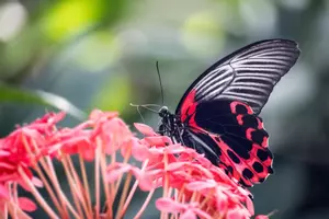 schulschmetterling