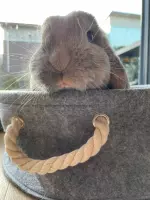 LU