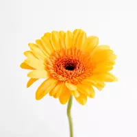 teach_love_happy